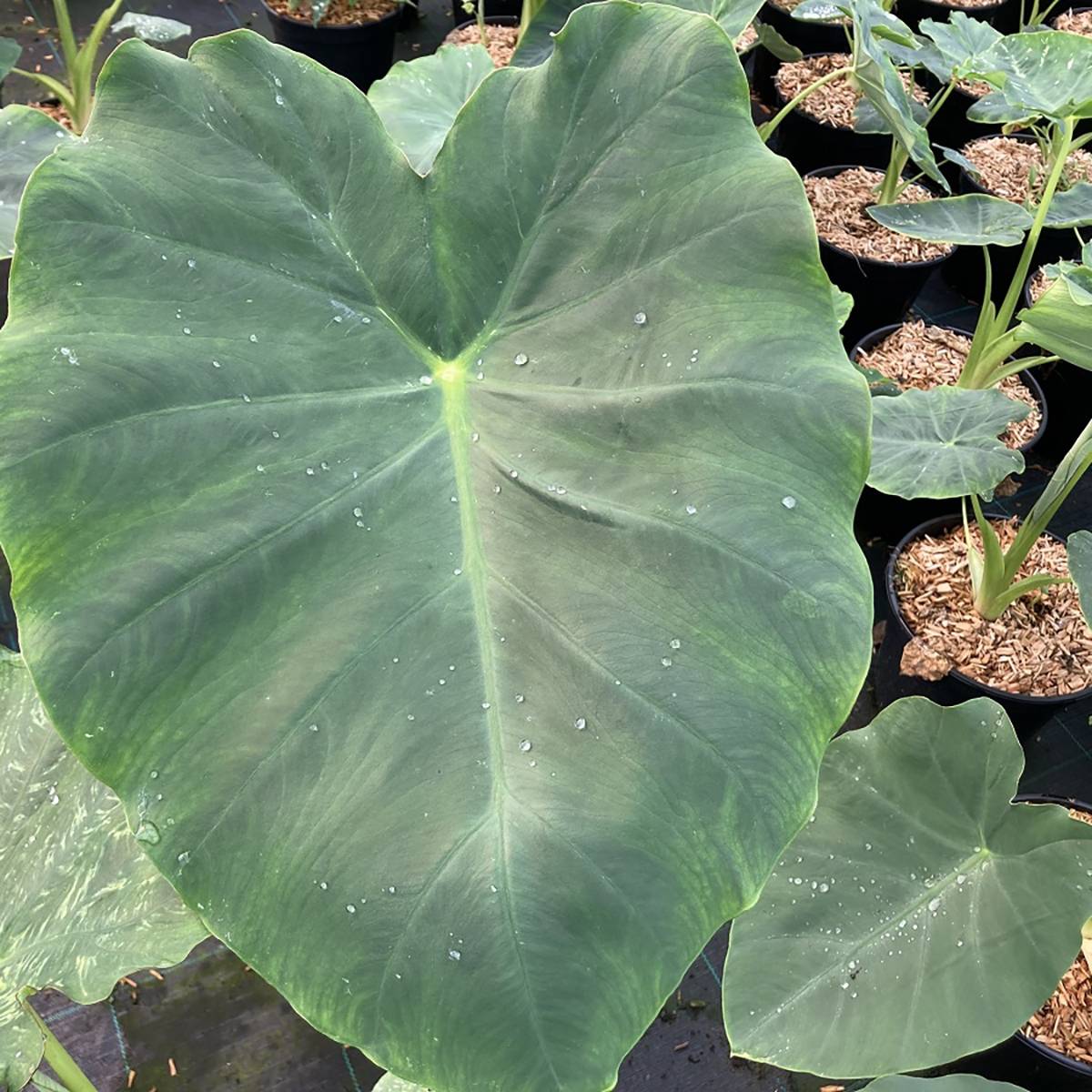 Colocasia Jack's Giant - Oreille d'éléphant Pot de 3L/4L