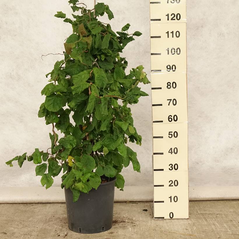 Promesse de Fleurs - Noisetier tortueux - Corylus avellana Contorta Pot de 12L/15L - Image 2
