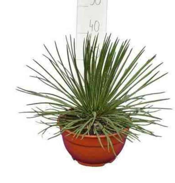 0 - Agave géminiflora Pot de 20L - 50/60cm