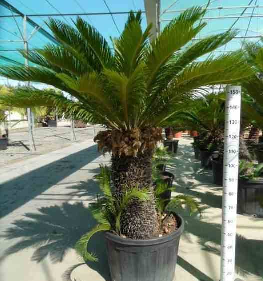 Sans Marque - Cycas revoluta (Cycas du japon-Sagou) Taille:Pot de 45L - Tronc de 30/40 cm - 100/125 cm - Image 3