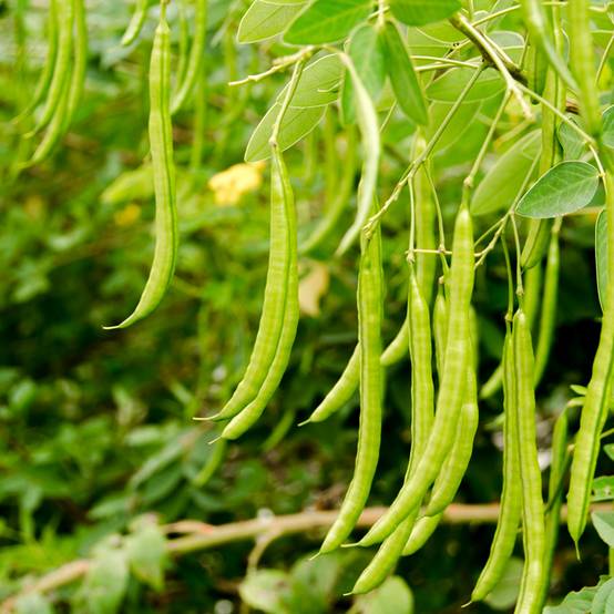 Haricot nain mangetout Princesse double de Hollande le sachet de 350 graines environ (100g)