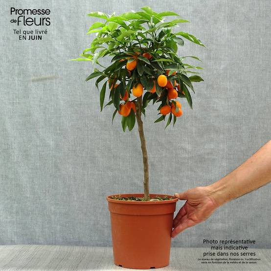 Kumquat à fruits ovales - Fortunella margarita Pot de 4L/5L, 1/4 de tige - Image 2