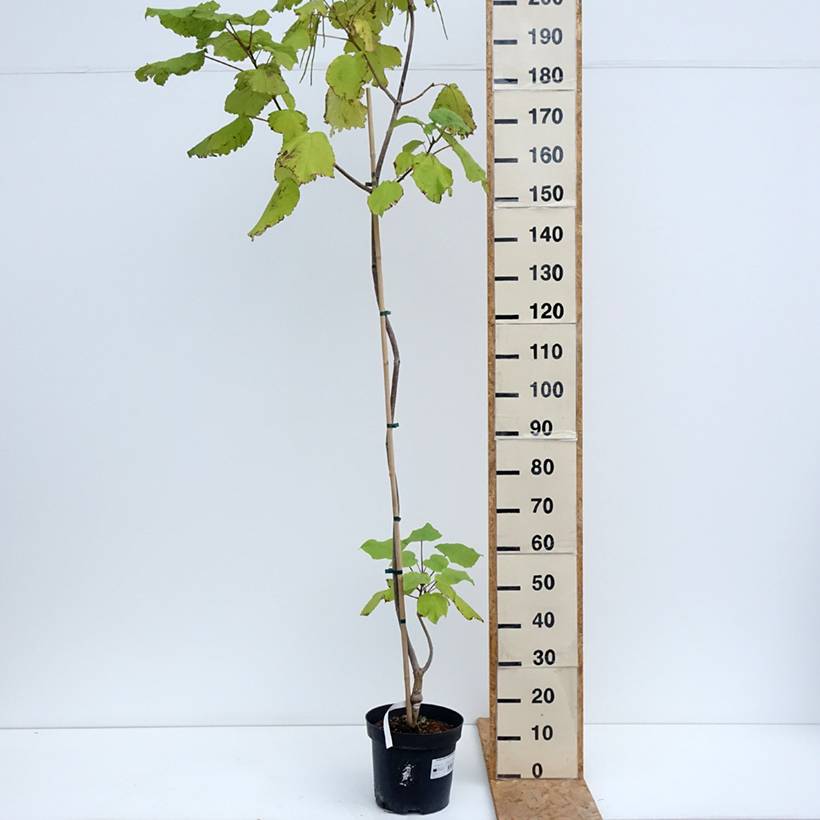 Catalpa ovata Slender Silhouette - Catalpa de Chine Pot de 7,5L/10L - Imagen 2