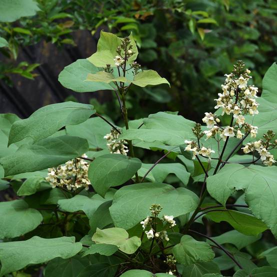 Promesse de Fleurs - Catalpa ovata Slender Silhouette - Catalpa de Chine Pot de 7,5L/10L - Image 1