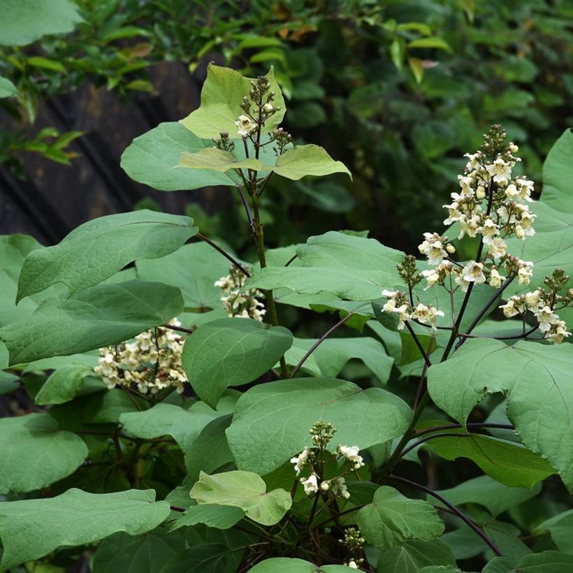 Catalpa ovata Slender Silhouette - Catalpa de Chine Pot de 7,5L/10L - Imagen 1