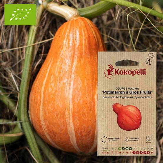 Courge Potimarron à Gros Fruits- Graines bio à semer - Image 1