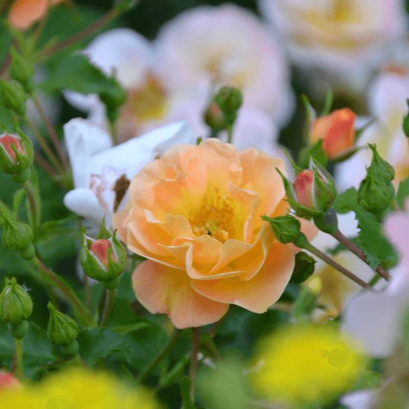Rosier paysager Decorosier® Calizia® 'noa 97200 a' à fleurs Orange - feuillage Caduc - Pot de 5L - 40/60 cm-  hauteur à maturité De 0,50 m à 1,00 m - Imagen 5
