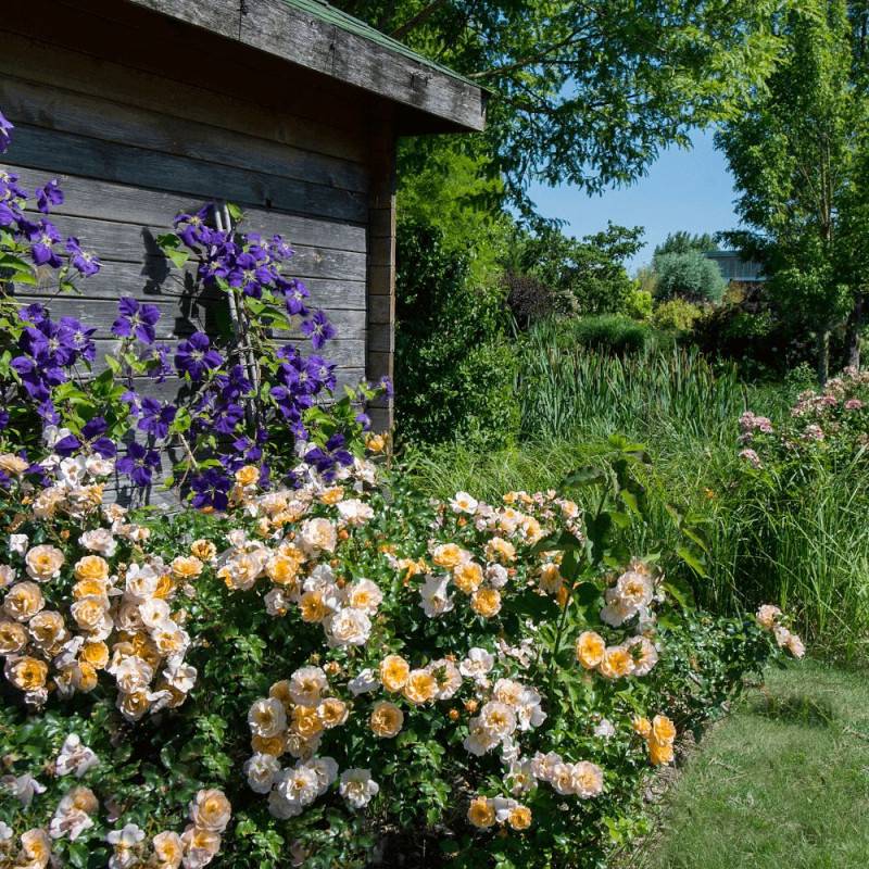 Rosier paysager Decorosier® Calizia® 'noa 97200 a' à fleurs Orange - feuillage Caduc - Pot de 5L - 40/60 cm-  hauteur à maturité De 0,50 m à 1,00 m - Imagen 1