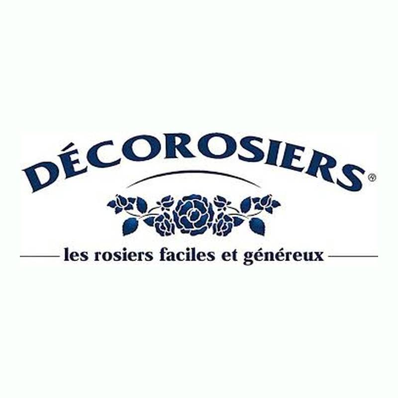 Rosier paysager Decorosier® Calizia® 'noa 97200 a' à fleurs Orange - feuillage Caduc - Pot de 5L - 40/60 cm-  hauteur à maturité De 0,50 m à 1,00 m - Imagen 7