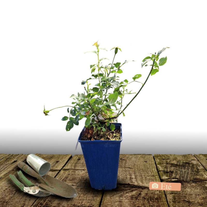 Rosier paysager Decorosier® Calizia® 'noa 97200 a' à fleurs Orange - feuillage Caduc - Pot de 5L - 40/60 cm-  hauteur à maturité De 0,50 m à 1,00 m - Imagen 9