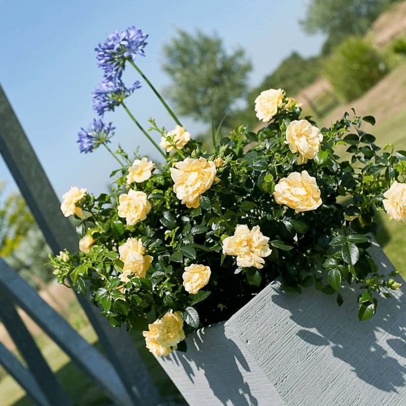 Rosier paysager Decorosier® Calizia® 'noa 97200 a' à fleurs Orange - feuillage Caduc - Pot de 5L - 40/60 cm-  hauteur à maturité De 0,50 m à 1,00 m - Imagen 2