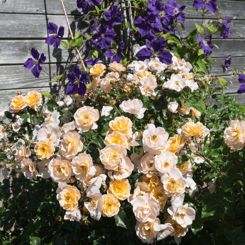 Rosier paysager Decorosier® Calizia® 'noa 97200 a' à fleurs Orange - feuillage Caduc - Pot de 5L - 40/60 cm-  hauteur à maturité De 0,50 m à 1,00 m - Imagen 4