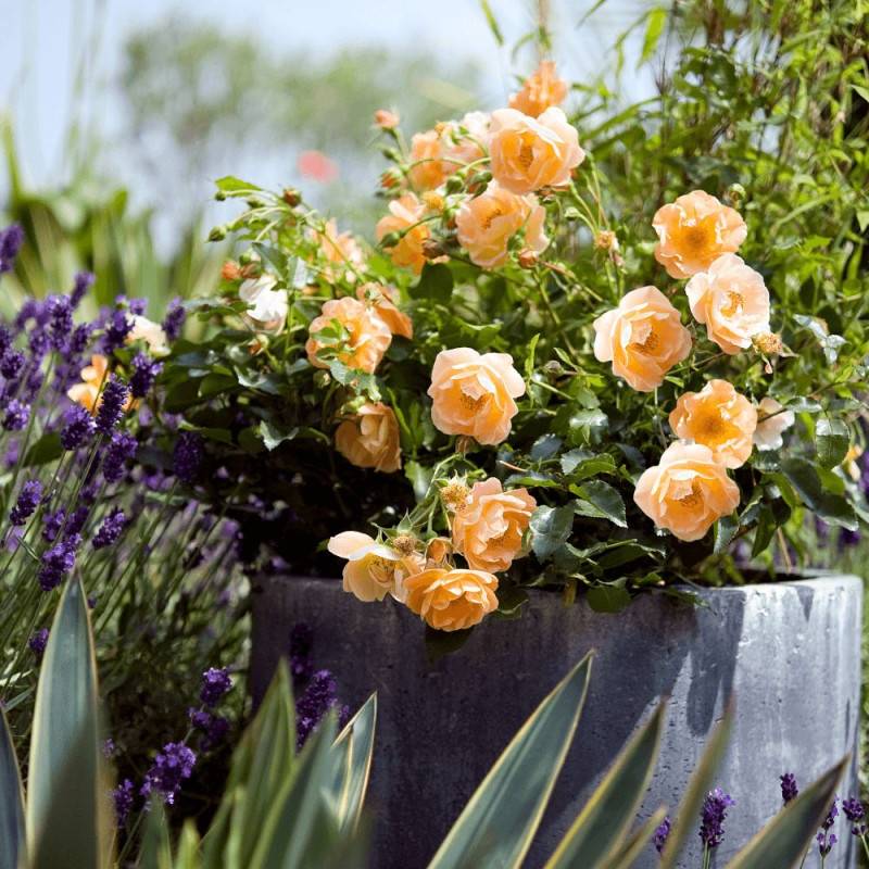 Rosier paysager Decorosier® Calizia® 'noa 97200 a' à fleurs Orange - feuillage Caduc - Pot de 5L - 40/60 cm-  hauteur à maturité De 0,50 m à 1,00 m - Imagen 6
