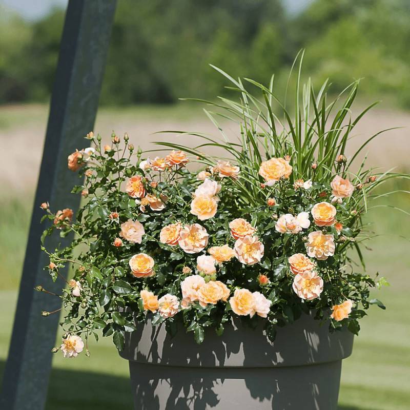 Rosier paysager Decorosier® Calizia® 'noa 97200 a' à fleurs Orange - feuillage Caduc - Pot de 5L - 40/60 cm-  hauteur à maturité De 0,50 m à 1,00 m - Imagen 3