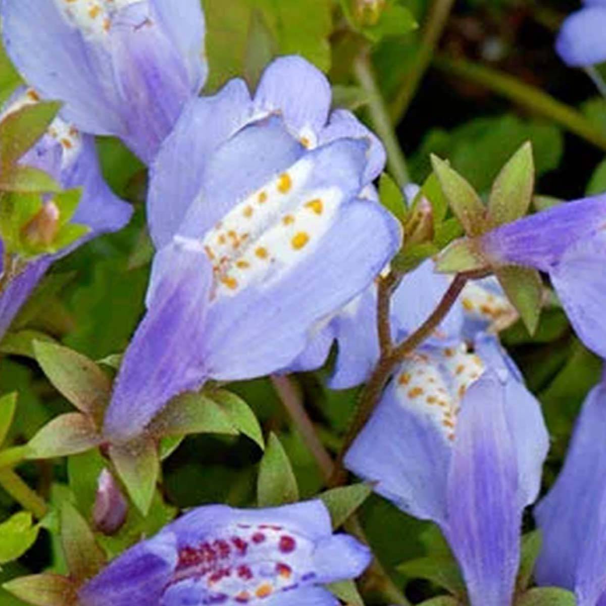 Mazus Reptans - Mazus rampant - Plantes de bassin - Plantes aquatiques - H. 10-20 cm - P. 9 cm - Image 4