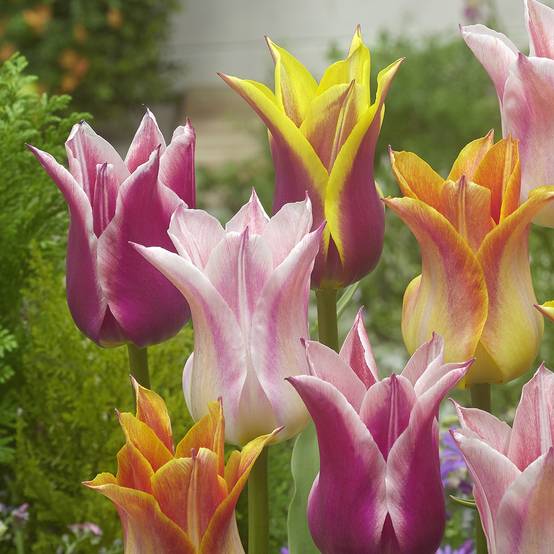Promesse de Fleurs - Tulipes Fleurs de Lis en mélange Bulbe calibre 12+ (par 10)