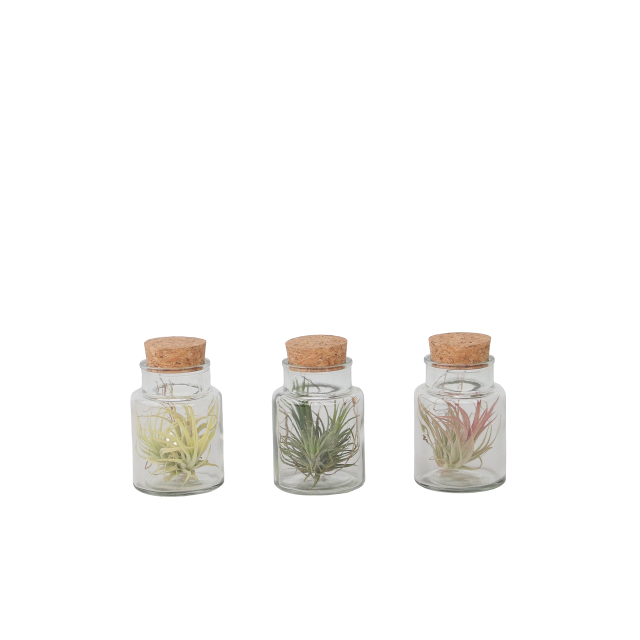 Plant In A Box - Plante aérienne - Set de 3 - Tillandsia - Hauteur 5-15cm - ⌀5cm - Image 1