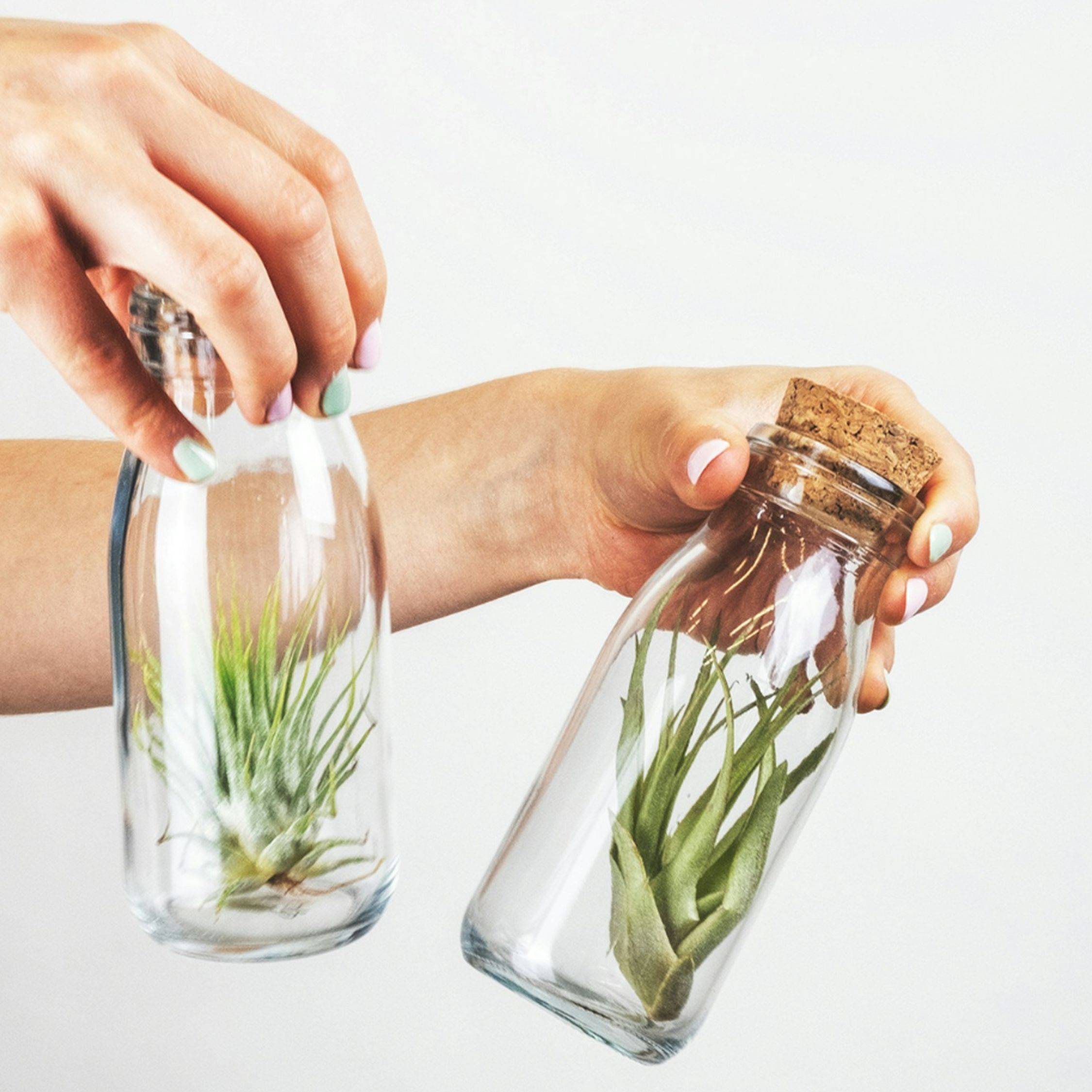 Plant In A Box - Plante aérienne - Set de 3 - Tillandsia - Hauteur 5-15cm - ⌀5cm - Image 2