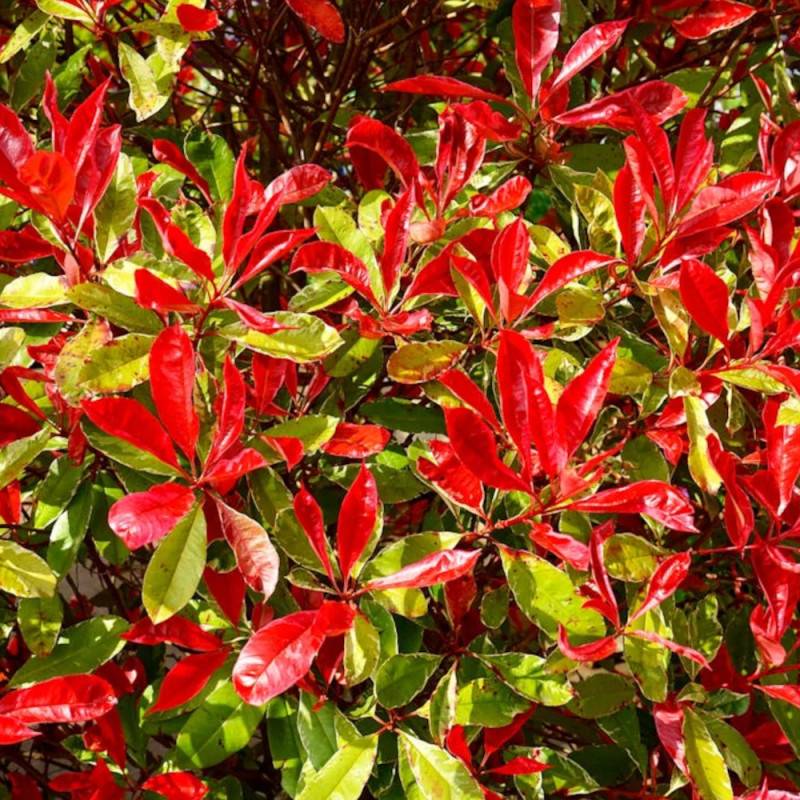 Photinia Red Robin à fleurs Blanche - feuillage Persistant - Pot de 7,5L - 60/80 cm-  hauteur à maturité De 2,50 m à 3,00 m - Image 5