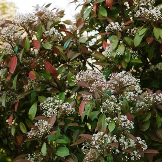 Photinia Red Robin à fleurs Blanche - feuillage Persistant - Pot de 7,5L - 60/80 cm- hauteur à maturité De 2,50 m à 3,00 m - Image 6
