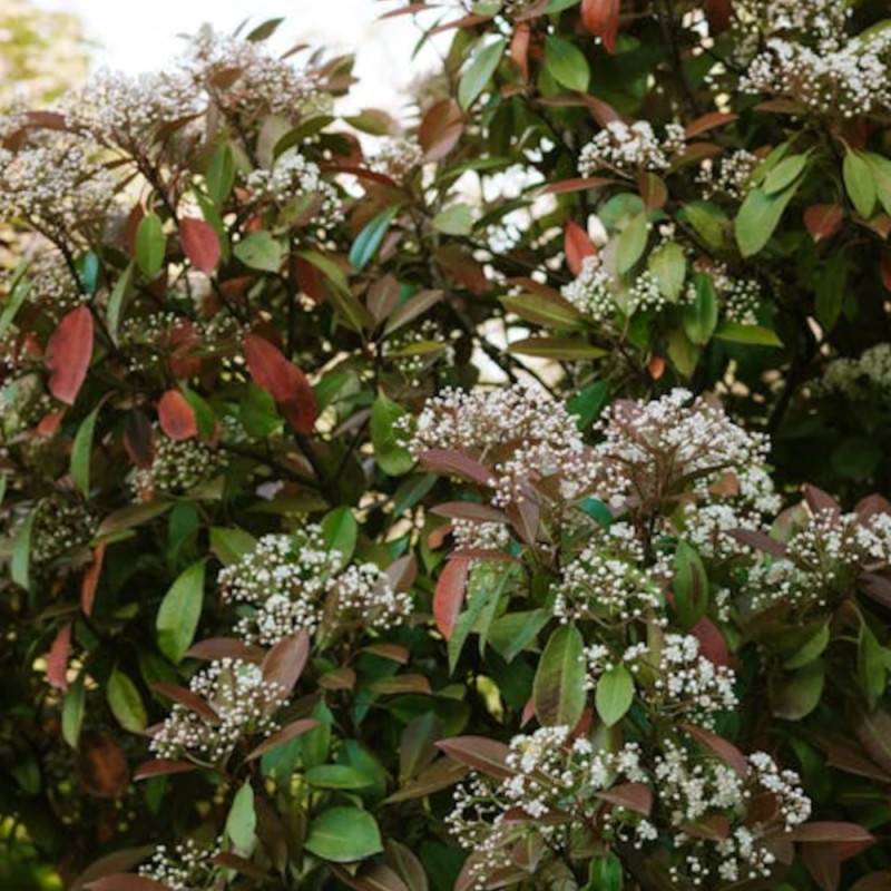Photinia Red Robin à fleurs Blanche - feuillage Persistant - Pot de 7,5L - 60/80 cm-  hauteur à maturité De 2,50 m à 3,00 m - Image 6