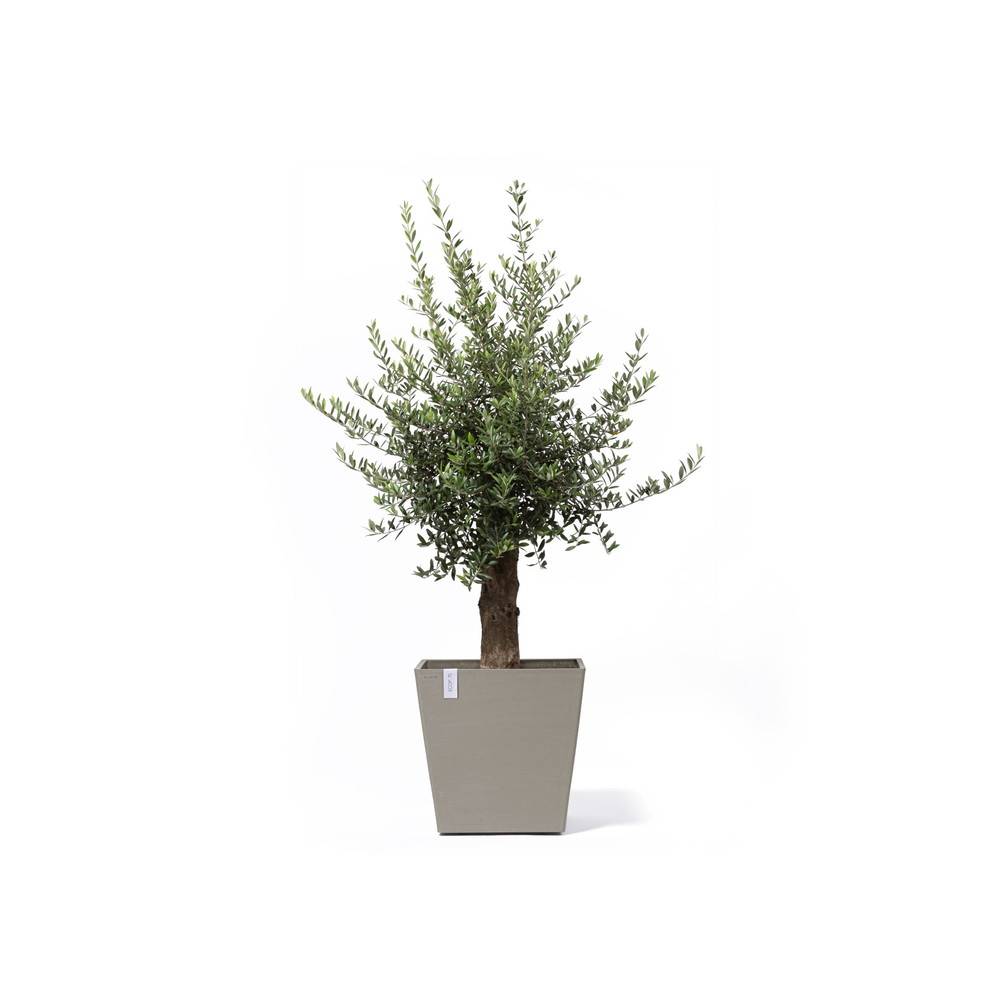 Ecopots - Grand pot sur roues Rotterdam 50 Taupe - 50 x 50 x H. 49,2 cm - 76,3 L ECOPOTS - Imagen 1