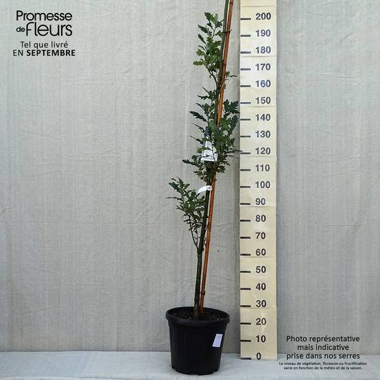 Quercus robur Fastigiata Koster - Chêne pédonculé fastigié Pot de 20L/25L - Image 2