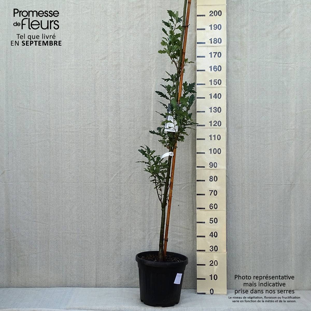 Quercus robur Fastigiata Koster - Chêne pédonculé fastigié Pot de 20L/25L - Image 2