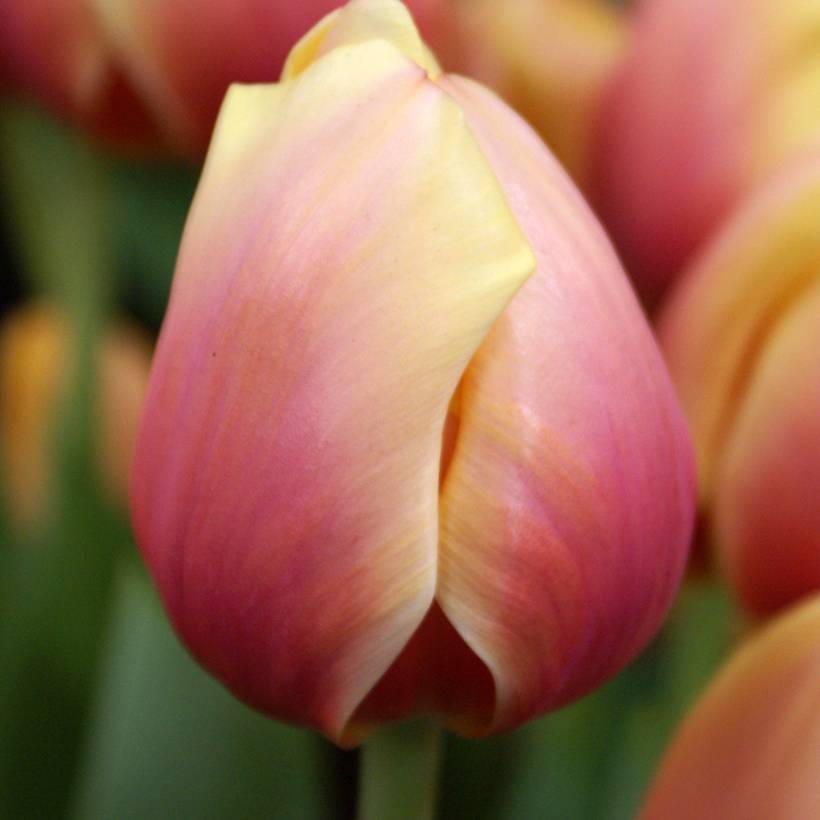 Promesse de Fleurs - Tulipe Darwin Marit Bulbe calibre 12+ (par 10)