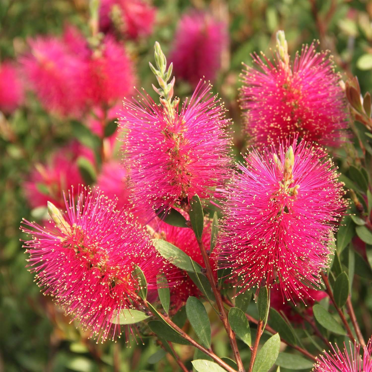 Promesse de Fleurs - Callistemon viminalis Hot Pink – Rince bouteille Pot de 6L/7L - Image 1