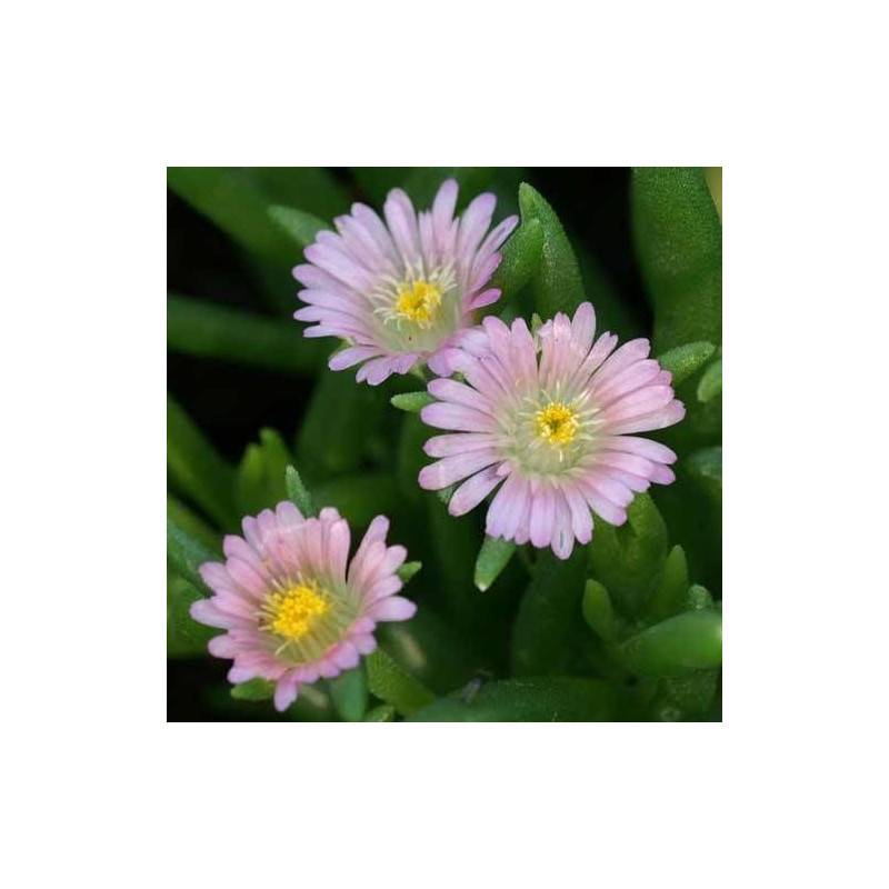 Delosperma Jewel of Desert Rosequartz®, Pourpier vivace à fleurs Rose/ - feuillage Persistant - Godet - 5/20 cm - Imagen 3