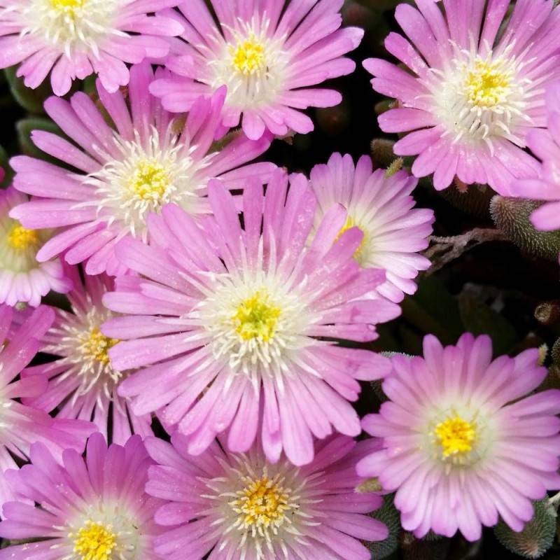 Delosperma Jewel of Desert Rosequartz®, Pourpier vivace à fleurs Rose/ - feuillage Persistant - Godet - 5/20 cm - Imagen 2
