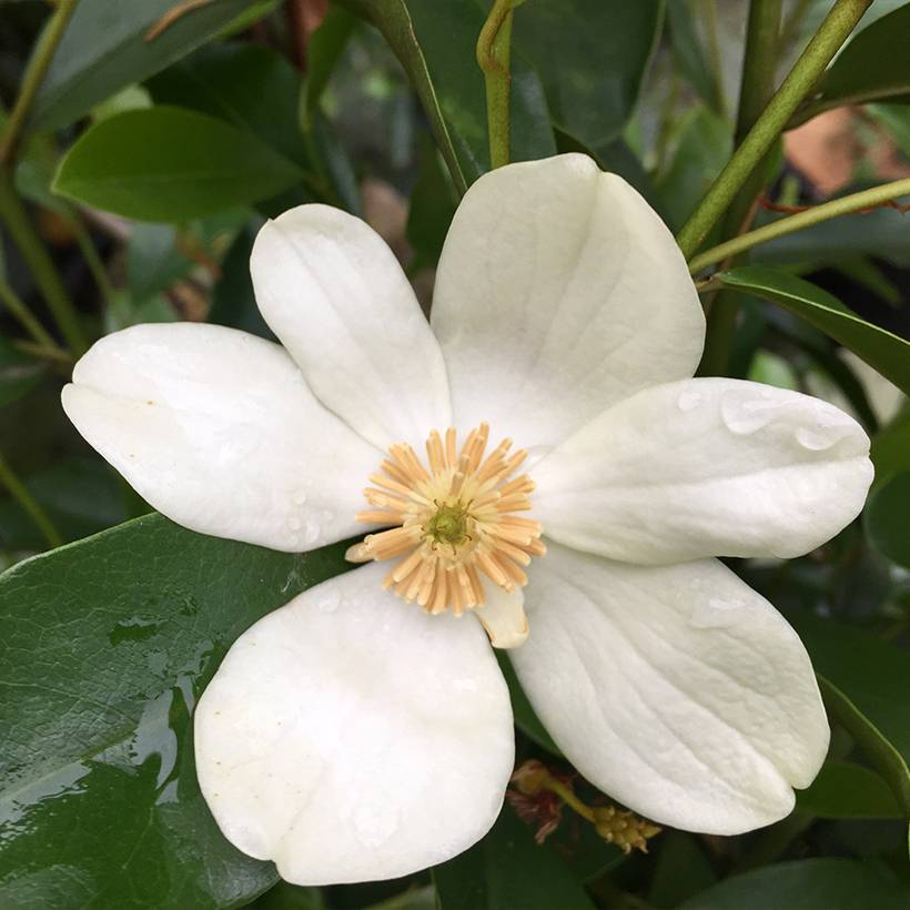 Magnolia yunnanensis - Michelia Pot de 3L/4L - Image 1