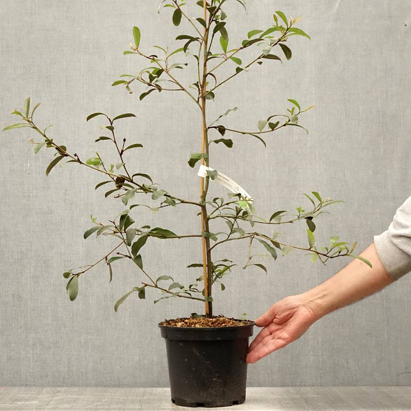 Magnolia yunnanensis - Michelia Pot de 3L/4L - Image 2