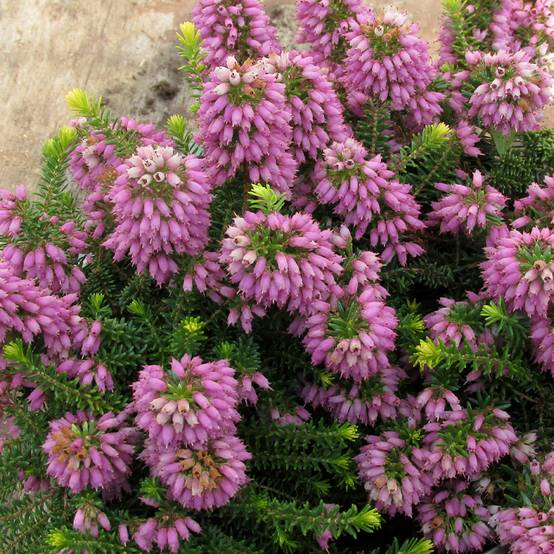 Promesse de Fleurs - Bruyère d'été - Erica x williamsii P.D. Williams Pot de 10 cm/11cm