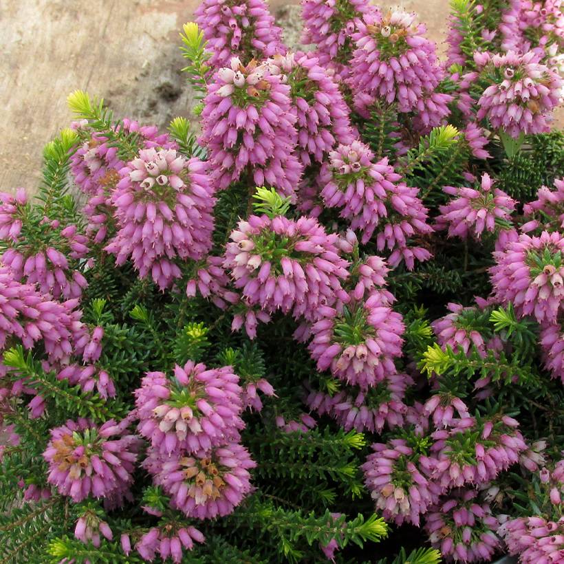 Promesse de Fleurs - Bruyère d'été - Erica x williamsii P.D. Williams Pot de 10 cm/11cm