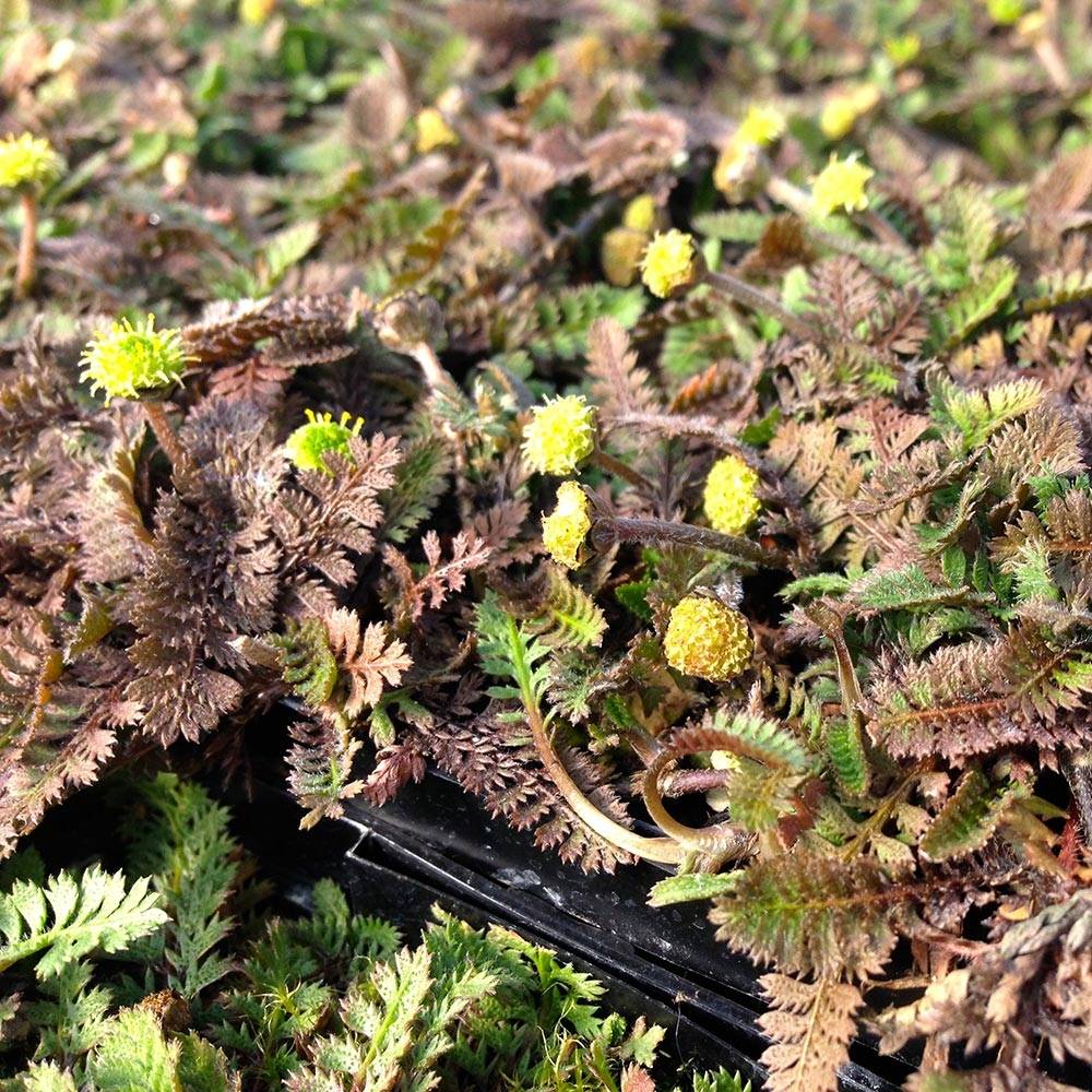 Promesse de Fleurs - Cotule à bractées - Leptinella squalida Godet de 8/9 cm