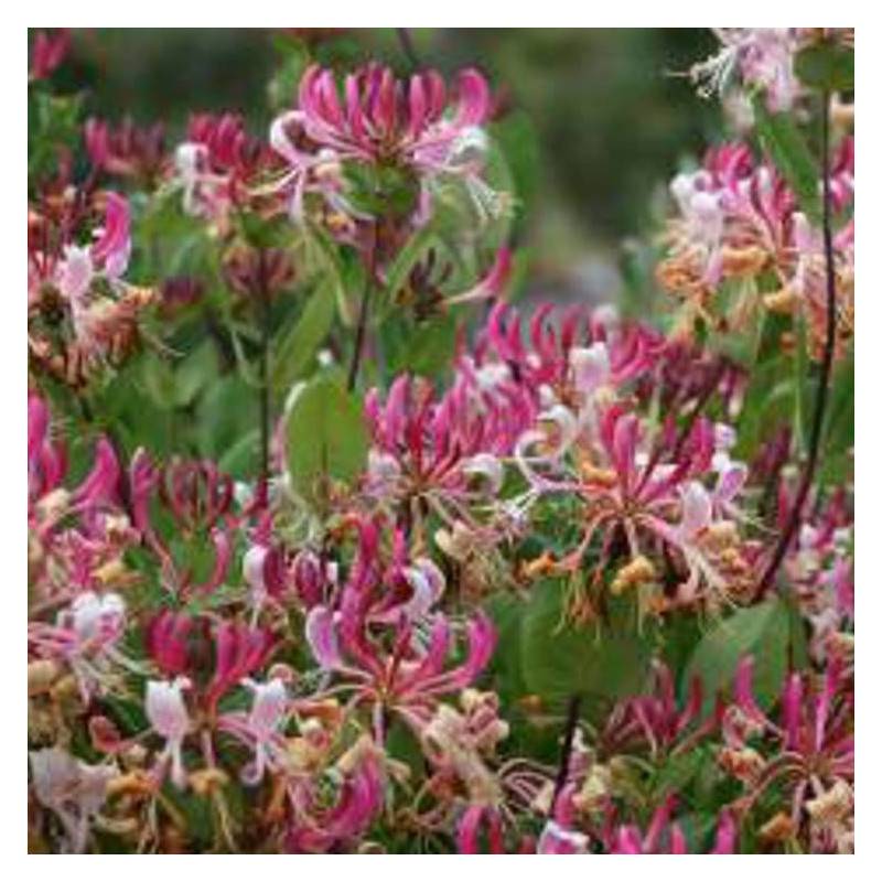 Chèvrefeuille CAPRILIA® Imperial 'Inov 86' à fleurs Rose - feuillage Persistant - Godet - 5/10 cm-  hauteur à maturité De 3,00 m à 5,00 m - Imagen 5