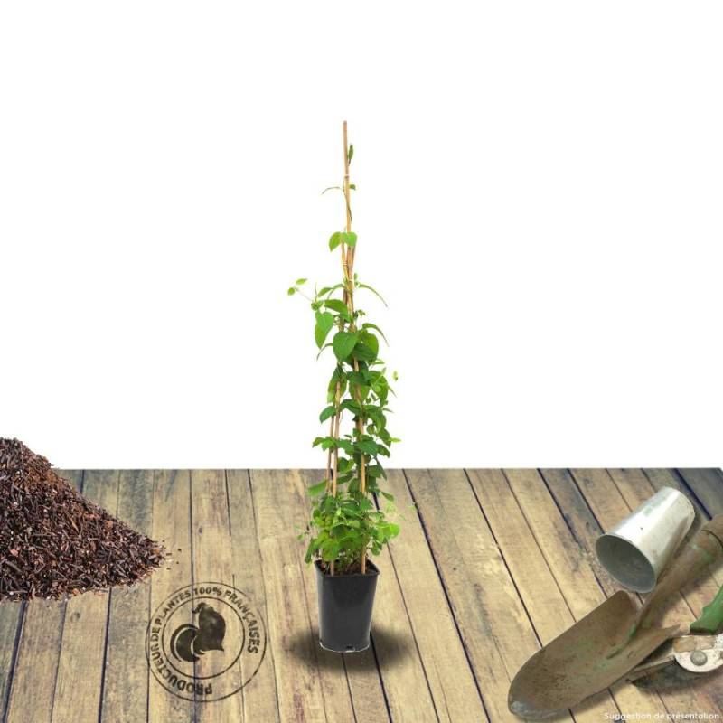 Chèvrefeuille CAPRILIA® Imperial 'Inov 86' à fleurs Rose - feuillage Persistant - Godet - 5/10 cm-  hauteur à maturité De 3,00 m à 5,00 m - Imagen 8