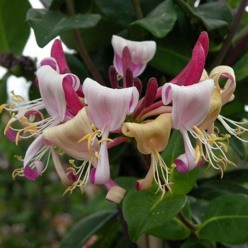 Chèvrefeuille CAPRILIA® Imperial 'Inov 86' à fleurs Rose - feuillage Persistant - Godet - 5/10 cm-  hauteur à maturité De 3,00 m à 5,00 m - Imagen 1