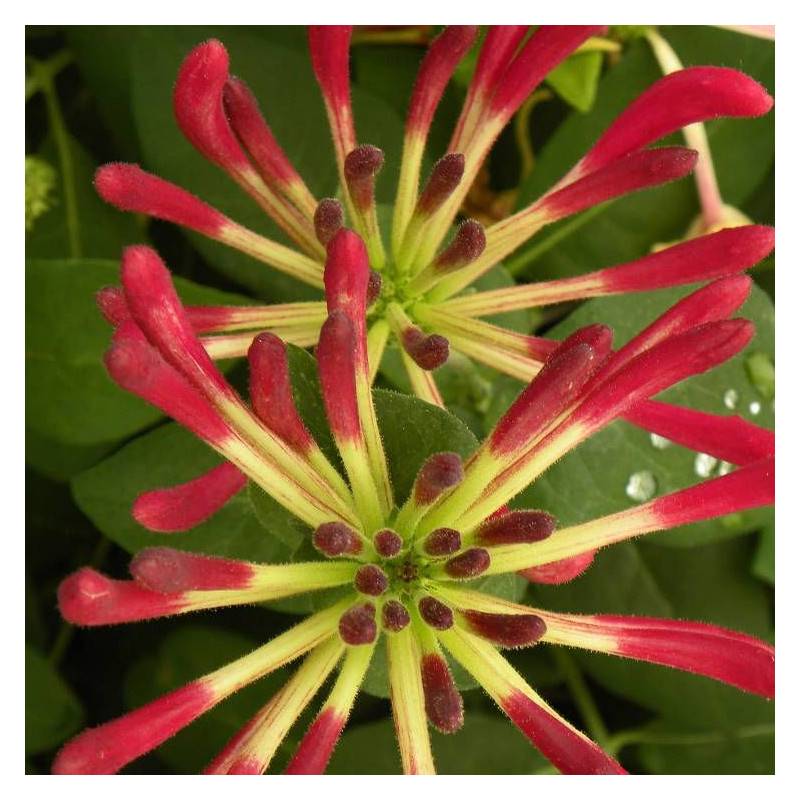 Chèvrefeuille CAPRILIA® Imperial 'Inov 86' à fleurs Rose - feuillage Persistant - Godet - 5/10 cm-  hauteur à maturité De 3,00 m à 5,00 m - Imagen 6