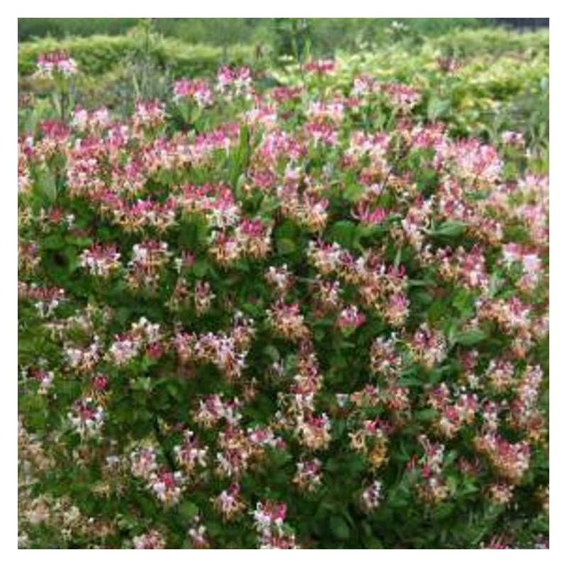 Chèvrefeuille CAPRILIA® Imperial 'Inov 86' à fleurs Rose - feuillage Persistant - Godet - 5/10 cm-  hauteur à maturité De 3,00 m à 5,00 m - Imagen 4