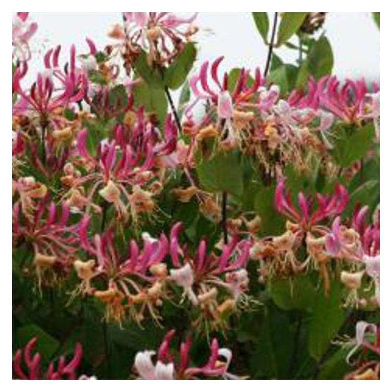Chèvrefeuille CAPRILIA® Imperial 'Inov 86' à fleurs Rose - feuillage Persistant - Godet - 5/10 cm-  hauteur à maturité De 3,00 m à 5,00 m - Imagen 7