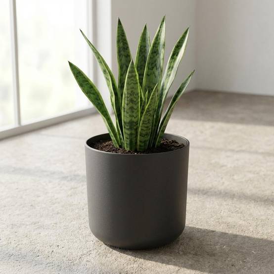 Cache-pot Rond Mat Anthracite 14cm Design Moderne Pour Plantes Intérieur - ComfortXL Green Living - Image 5