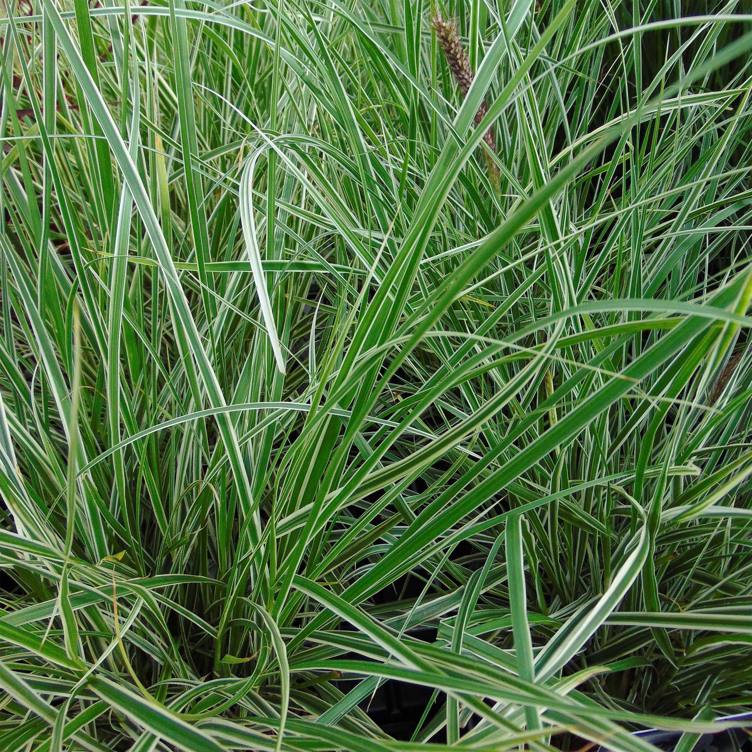 Pennisetum setaceum Skyrocket - Herbe aux écouvillons Pot de 1L/1.5L