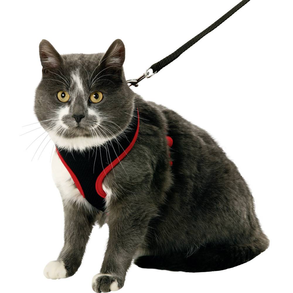 Harnais pour chatons, couleur noir et rouge, taille S, réglable - Imagen 2
