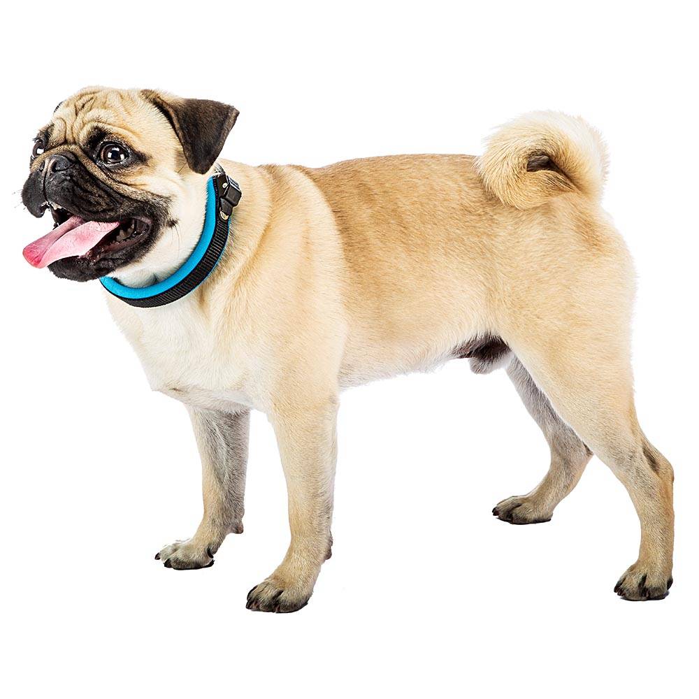 Ferplast - Collier Ergonomique pour Chiens ERGOFLUO C15/33 avec Rembourrage et Fermeture à Micro-régulation - Imagen 5