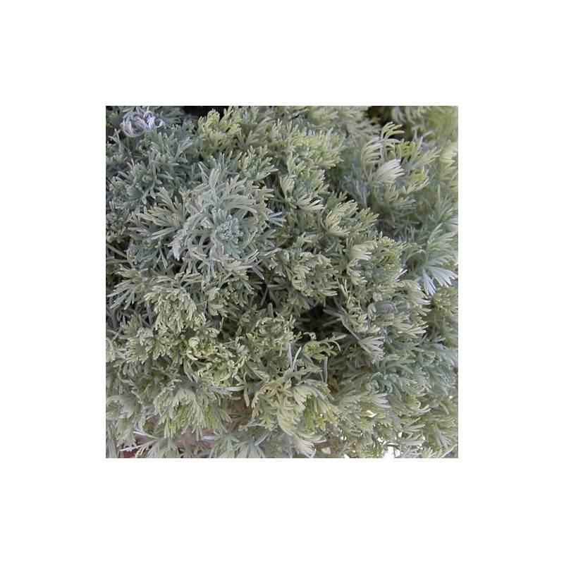 Armoise à feuilles de Cinéraire Nana à fleurs Blanche/ - feuillage Persistant - Godet - 5/20 cm - Imagen 1