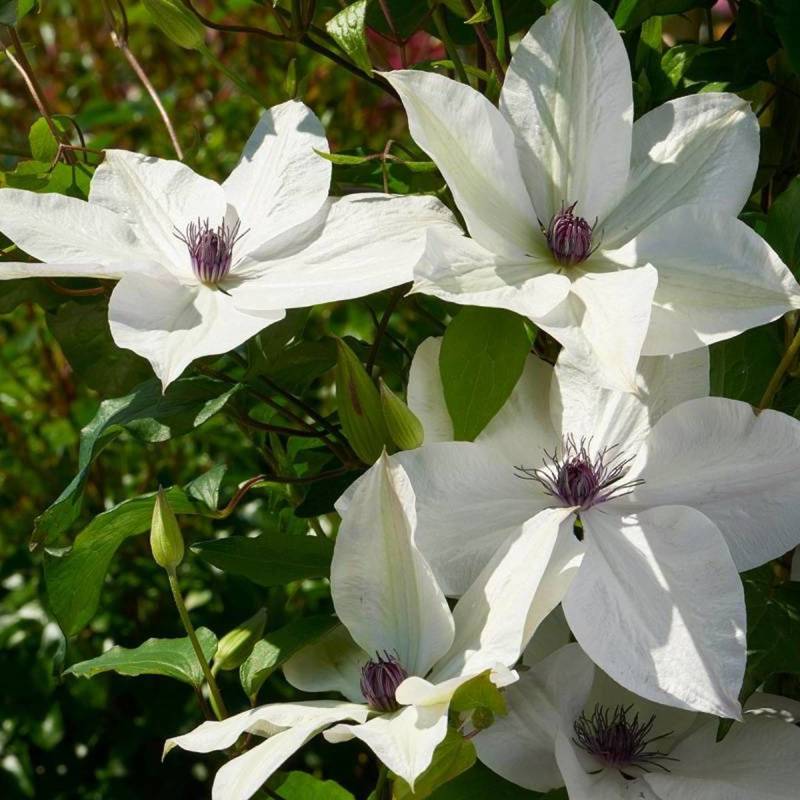 Clématite Tsukiko™ 'Evipo110' à fleurs Blanche - feuillage Caduc - Pot de 1,5L - Tuteur bambou 30/60 cm-  hauteur à maturité De 1,50 m à 2,00 m - Imagen 1
