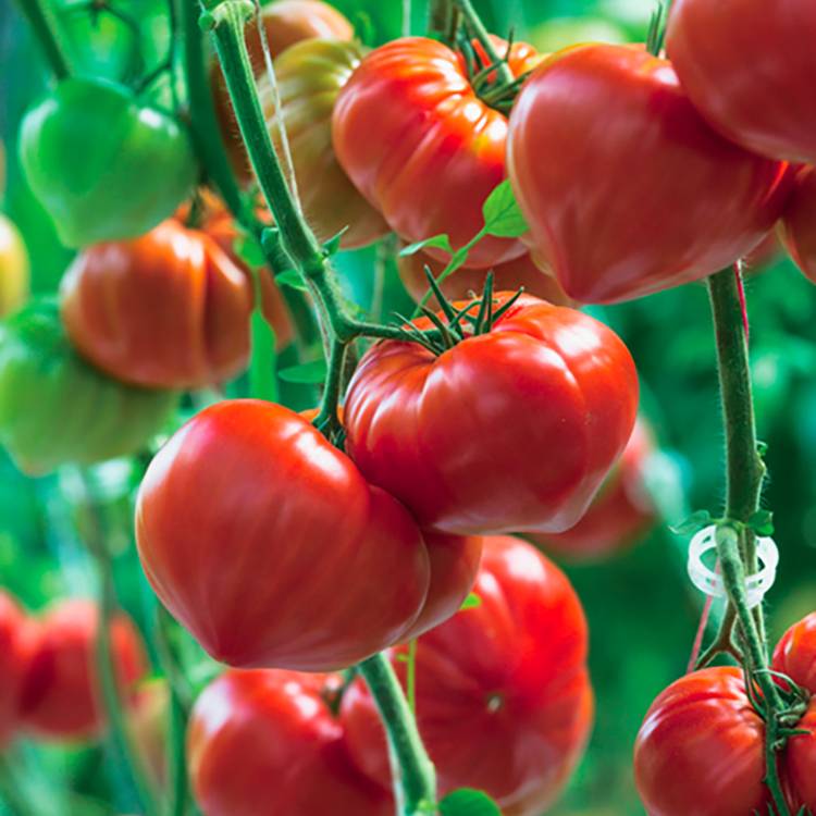 Plant de tomate allongée gourmandia f1  pot de 0,5 litre - Image 1